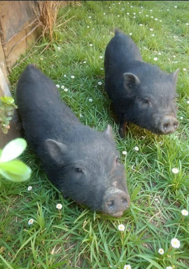 Granja Didáctica